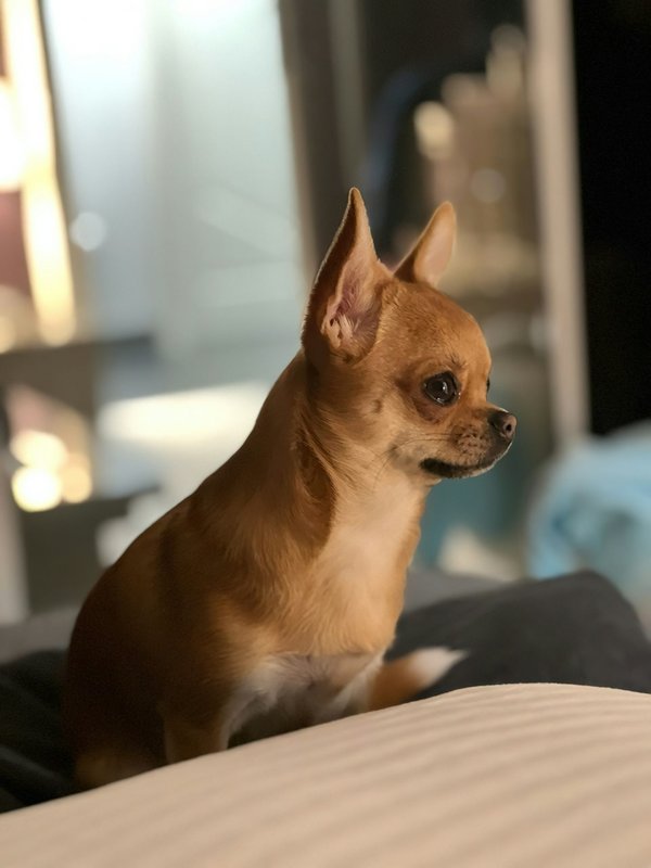 How do you alleviate the discomfort of teething in a Chihuahua pup?