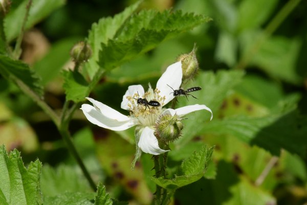 How to attract and protect pollinators in your UK garden throughout the year?