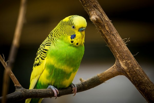 How to teach a pet conure to mimic sounds without encouraging excessive noise?
