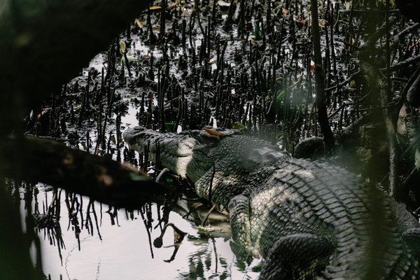 What is the most ethical way to interact with wildlife while visiting UK nature reserves?