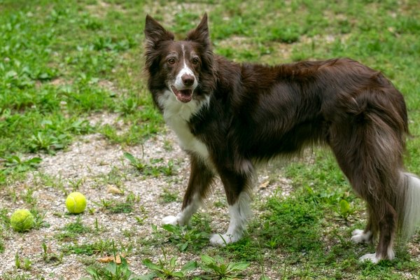 What are the signs of an impending seizure in an epileptic Border Collie and how to prepare?